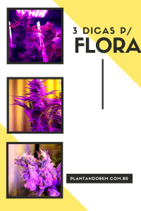 dicas de flora