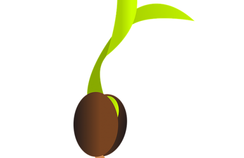 Você já se perguntou como germinar uma semente de maconha medicinal?