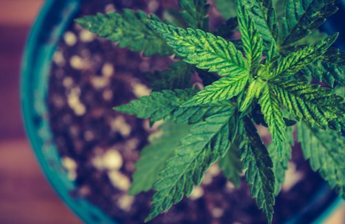 Cultivo Indoor – Que tipo de solo você precisa para cultivar cannabis?
