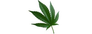 tipo de maconha cannabis indica