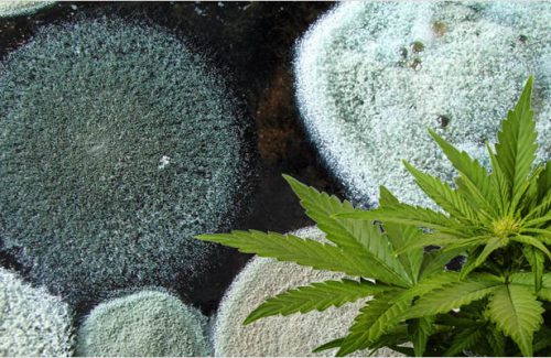 Prevenção e Controle de Pragas No Cultivo Indoor de Cannabis (Maconha)