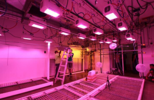 Cultivo Indoor Com Lâmpadas – LED, HPS,HQI e Fluorescentes