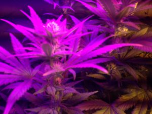 cultivo indoor led
