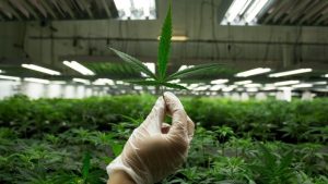 cultivo de cannabis para empresas