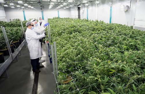 3 Dicas Para Grande Cultivos de Cannabis Medicinal Para Empresas