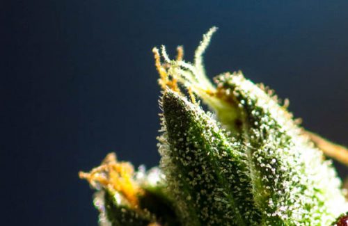 Como Começar Um Cultivo de Cannabis Outdoor, do Zero!