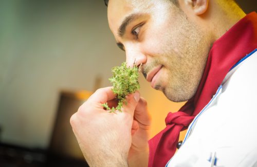 Cultivo Indoor Cannabis Medicinal – Cheiros e Odores