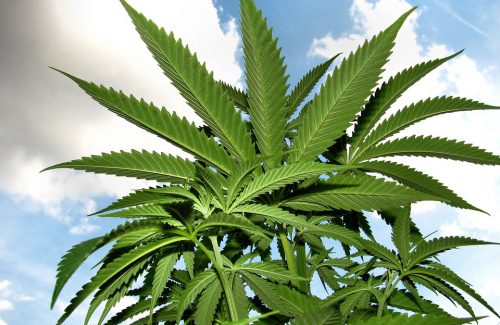 A história da cannabis medicinal