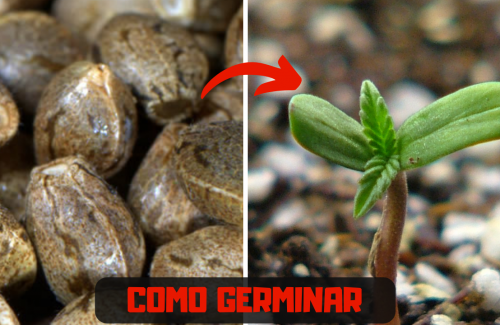 Como germinar uma semente de M A C 0 N H A