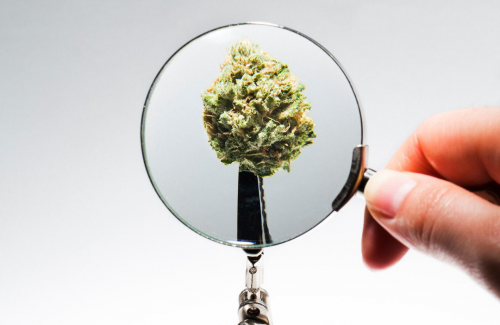 Prevenção e Controle de Pragas No Cultivo de Cannabis