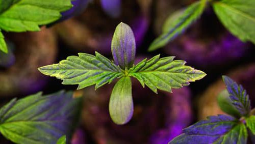 Germinação de Sementes de Cannabis (Maconha)