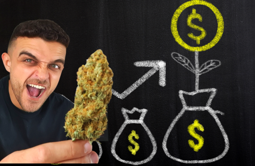 Investimento em “erva” pode te deixar rico ???