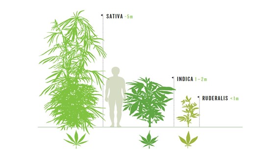 cannabis sativa indica e ruderalis