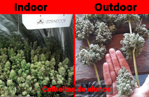 Cultivo indoor ou outdoor, qual rende mais ?