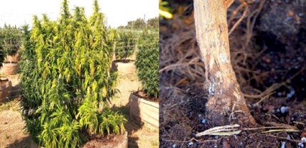 doenças da cannabis fungo nas raízes maconha