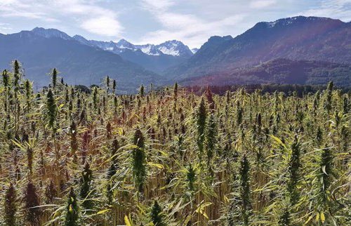 Variedades landraces de cannabis e sua importância