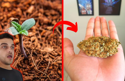 3 dicas para plantar maconha resinada