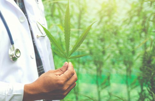 Cannabis e Saúde: Entenda como funciona para uso medicinal