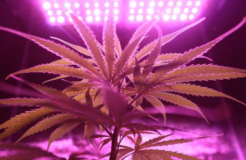 Cannabis Híbrida: Conheça as características, efeitos e cultivo
